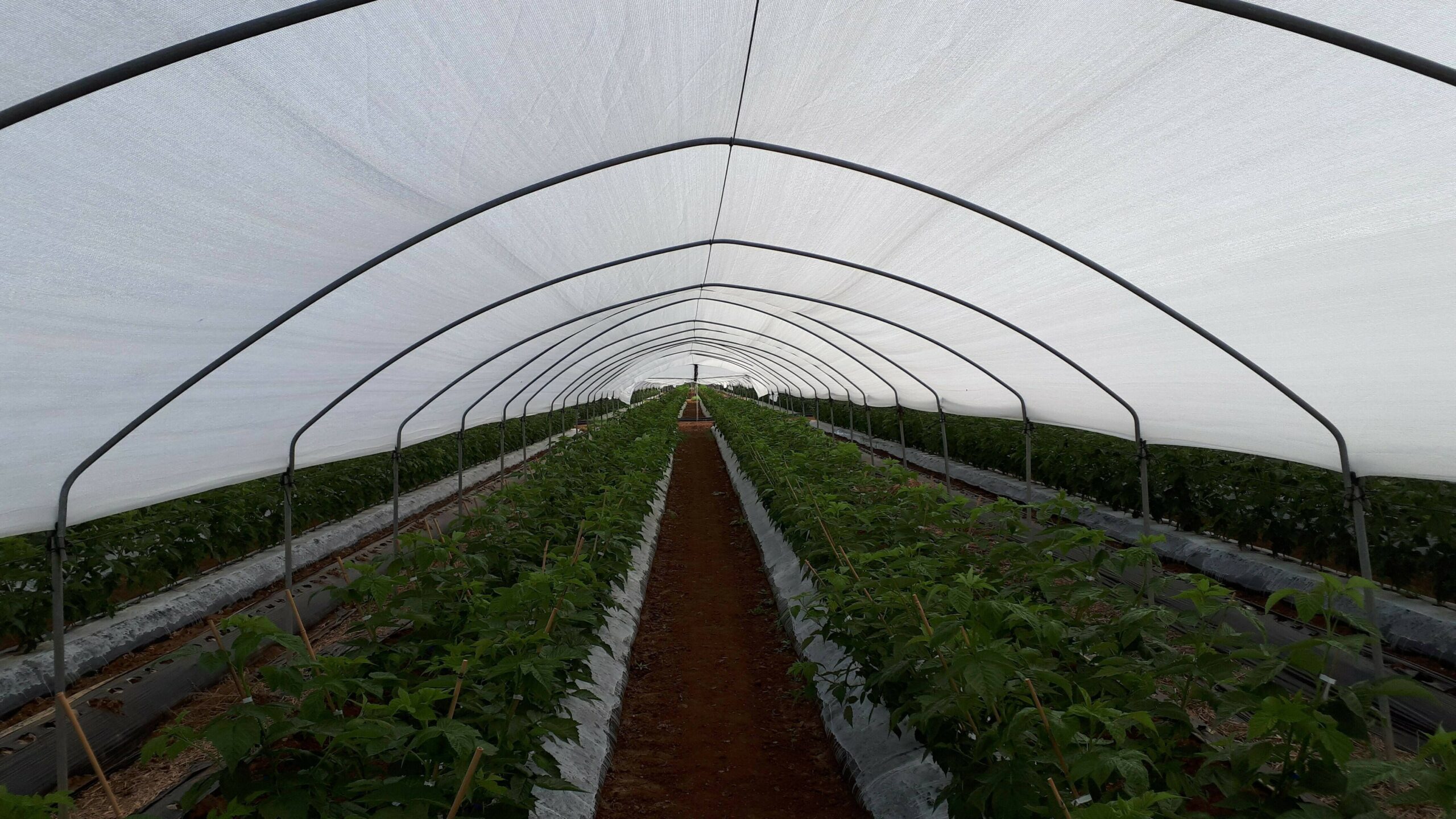 arándano Arrigoni relación buena|arándano Arrigoni 2 robuxta-mdf-white-lampone-rete-ombreggiante-bianco|arándano Arrigoni 2880BL-ROBUSTA-MDF-WHITE-LAMPONE-POLICORO-MT-1-